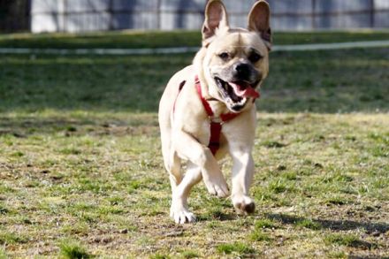 Spike, Old English Bulldog-Labrador-Mix, geb. 2014, Dickkopf sucht Führung, nur für Einzelperson