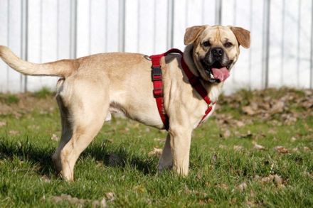 Spike, Old English Bulldog-Labrador-Mix, geb. 2014, Dickkopf sucht Führung, nur für Einzelperson