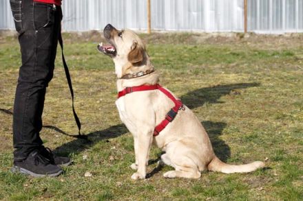 Spike, Old English Bulldog-Labrador-Mix, geb. 2014, Dickkopf sucht Führung, nur für Einzelperson