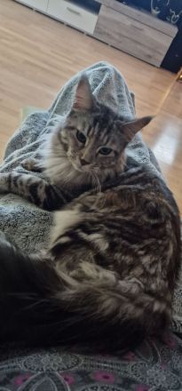 Maine Coone schuppen sind gefallen