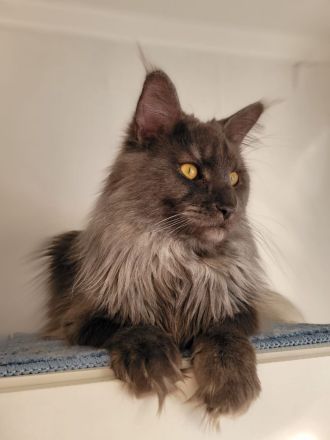 Maine Coone schuppen sind gefallen