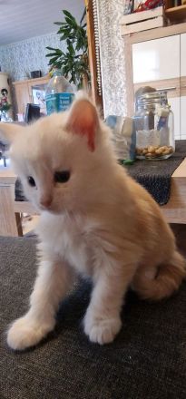 Maine Coone schuppen sind gefallen