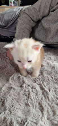 Maine Coone schuppen sind gefallen