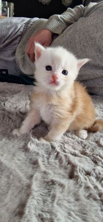 Maine Coone schuppen sind gefallen