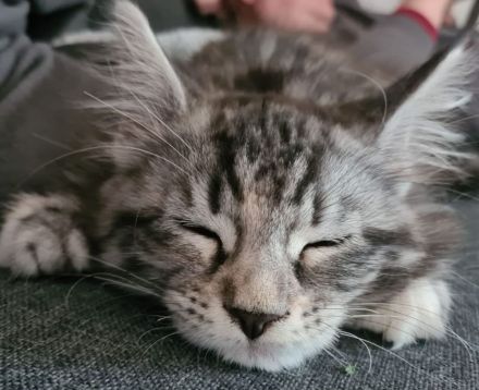 Maine Coone schuppen sind gefallen