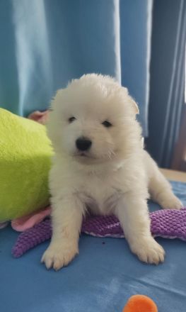 Samojede vom Fichtelgebirge