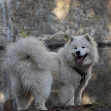 Samojede vom Fichtelgebirge