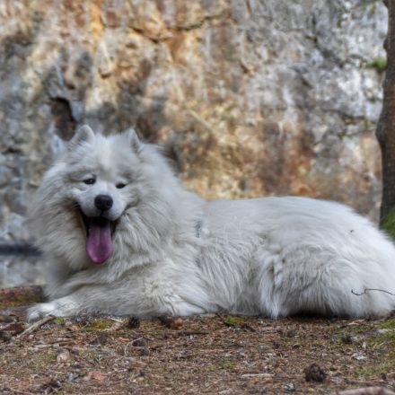 Samojede vom Fichtelgebirge