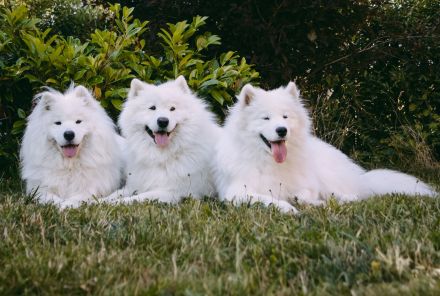 Samojede vom Fichtelgebirge