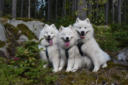 Samojede vom Fichtelgebirge