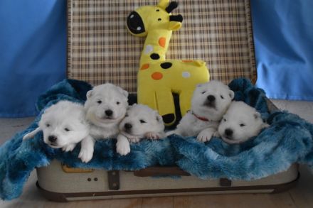 Samojede vom Fichtelgebirge