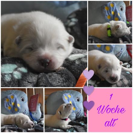 Samojede vom Fichtelgebirge