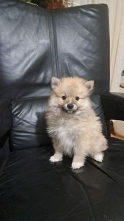 3 Baby und Nettes Hunden zum verkaufen