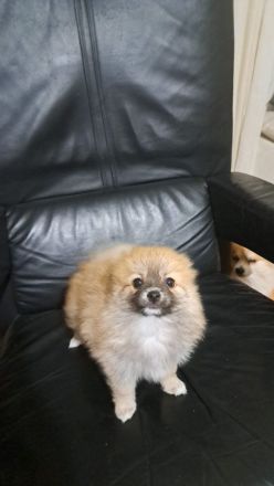 3 Baby und Nettes Hunden zum verkaufen