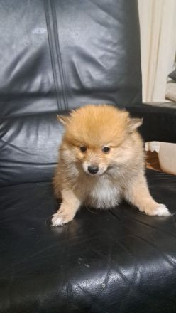 3 Baby und Nettes Hunden zum verkaufen