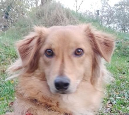 Lulu, hübscher Rüde sucht ein liebevolles Zuhause