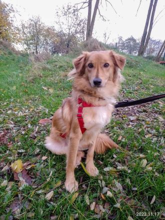 Lulu, hübscher Rüde sucht ein liebevolles Zuhause