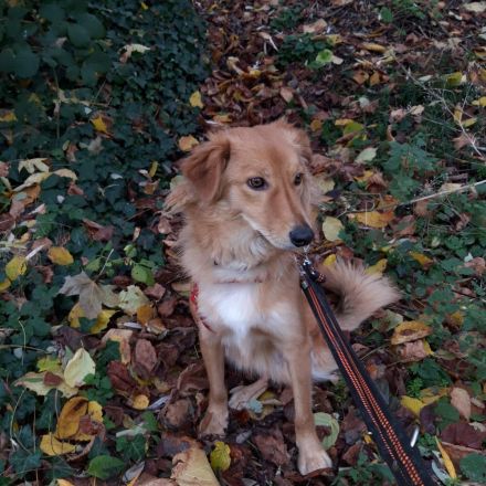 Lulu, hübscher Rüde sucht ein liebevolles Zuhause