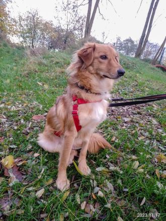 Lulu, hübscher Rüde sucht ein liebevolles Zuhause