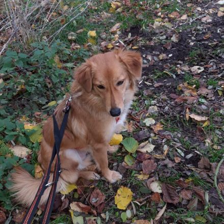 Lulu, hübscher Rüde sucht ein liebevolles Zuhause