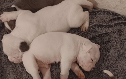 American Bulldog Welpen