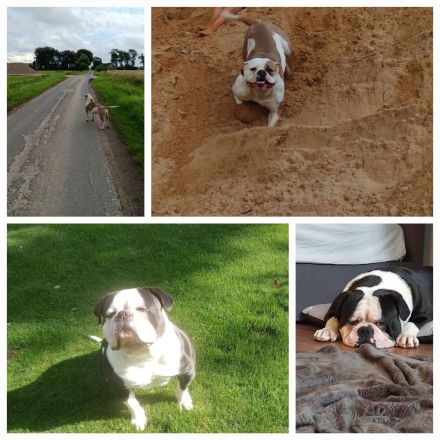 American Bulldog Welpen