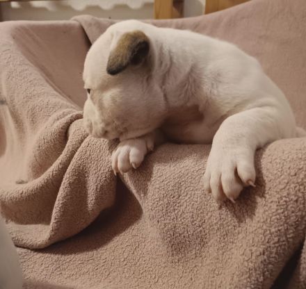 American Bulldog Welpen