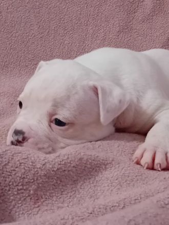 American Bulldog Welpen