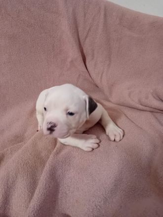 American Bulldog Welpen