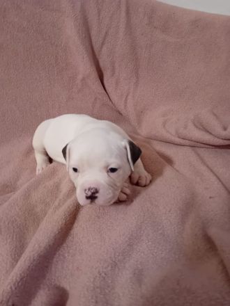 American Bulldog Welpen