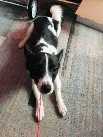 Kleinbleibender Mix Rüde