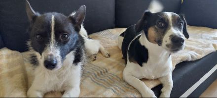 Kleinbleibender Mix Rüde