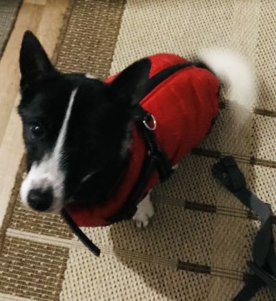 Kleinbleibender Mix Rüde