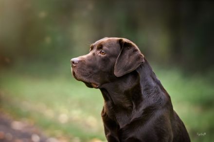 Labrador Deckrüde in braun (Gelbträger)