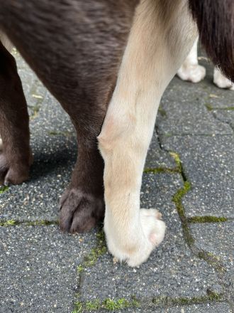 Labrador Deckrüde in braun (Gelbträger)