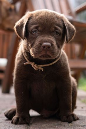 Labrador Deckrüde in braun (Gelbträger)