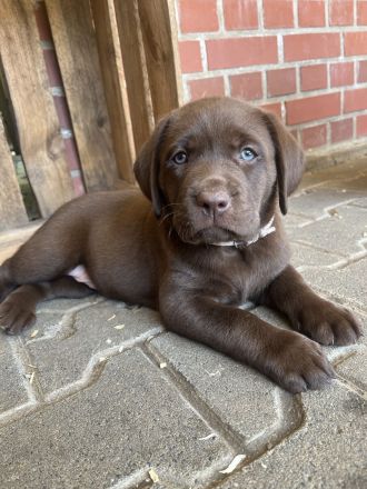 Labrador Deckrüde in braun (Gelbträger)