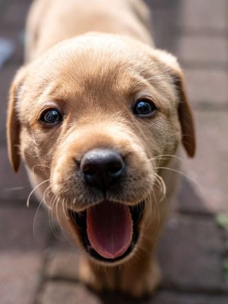 Labrador Deckrüde in braun (Gelbträger)