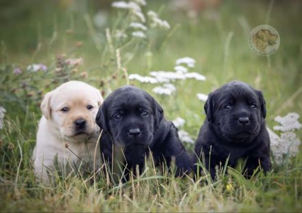 Labrador Deckrüde in braun (Gelbträger)