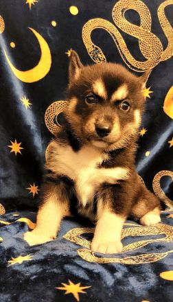 Husky Welpen sehr verschmust und Kinderlieb suchen ein liebevolles Zuhause