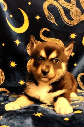 Husky Welpen sehr verschmust und Kinderlieb suchen ein liebevolles Zuhause