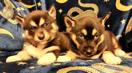 Husky Welpen sehr verschmust und Kinderlieb suchen ein liebevolles Zuhause