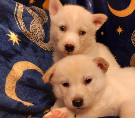 Husky Welpen sehr verschmust und Kinderlieb suchen ein liebevolles Zuhause