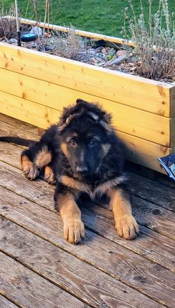 Altdeutsche Schäferhund Welpen