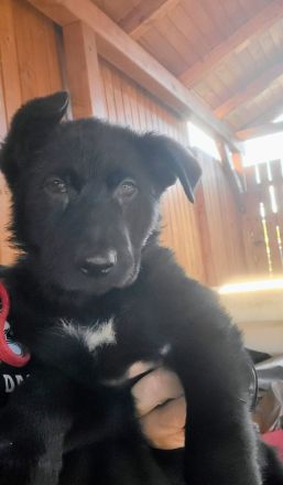 Altdeutsche Schäferhund Welpen