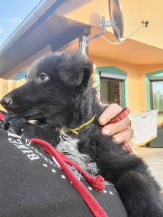 Altdeutsche Schäferhund Welpen
