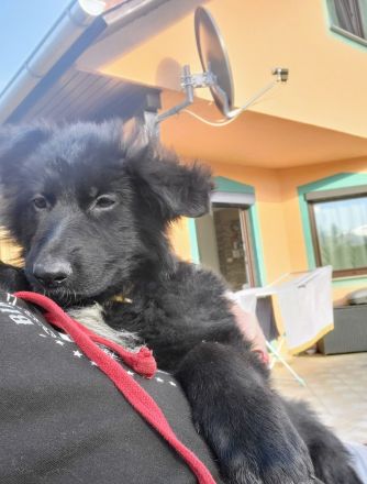 Altdeutsche Schäferhund Welpen