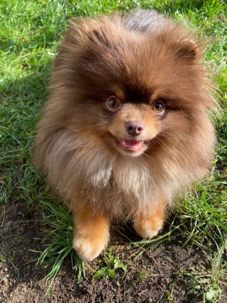 Pom Kennel Bentley Deckrüde - kein Verkauf!