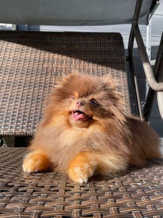 Pom Kennel Bentley Deckrüde - kein Verkauf!