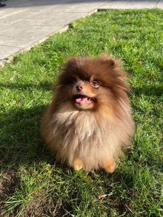 Pom Kennel Bentley Deckrüde - kein Verkauf!